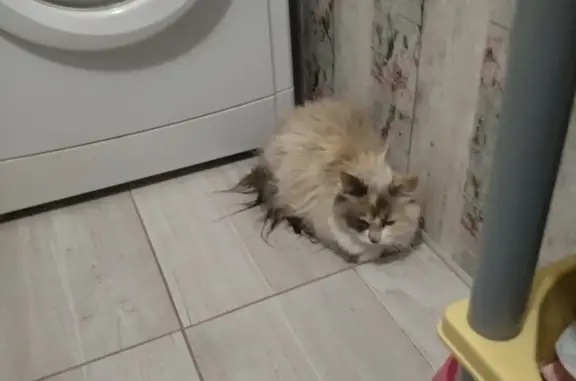 Потерянная кошка на Ленинградской, упала с окна