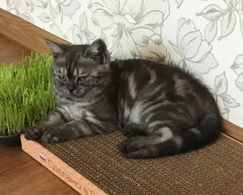 Кошки потеряшки, Набережные Челны, фото: Потеряшка серый кот в Новотроицком садовом обществе