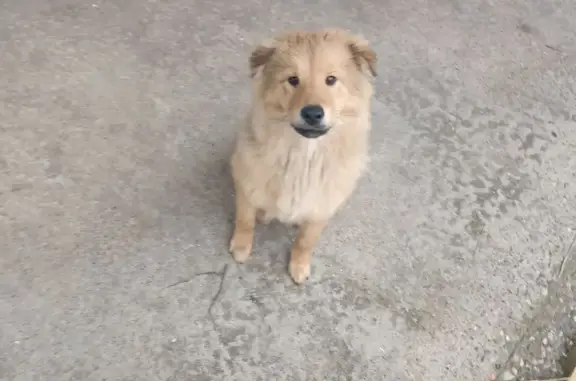 Пропала собака Барни в Иноземцево, улица Добролюбова