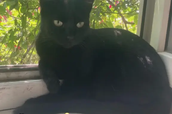 Пропала черная кошка по адресу Энгельса, 17А, Темрюк