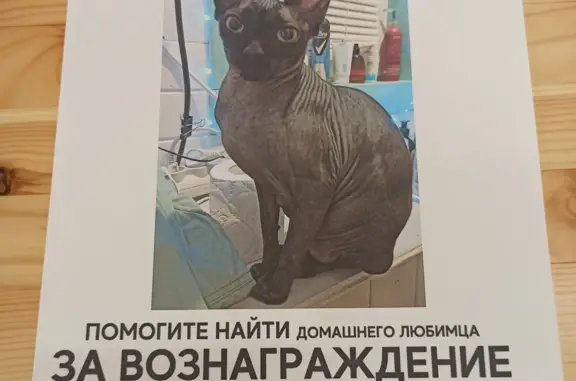 Пропала сфинкс-кошка на Хомутовской улице, Щёлково