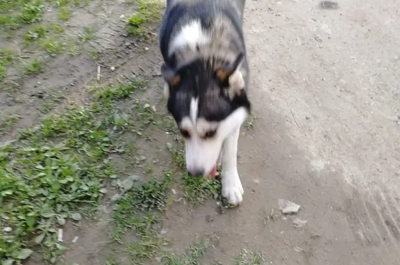 Найдена умная и ласковая собака в Малошильнинском сельском поселении, Татарстан.