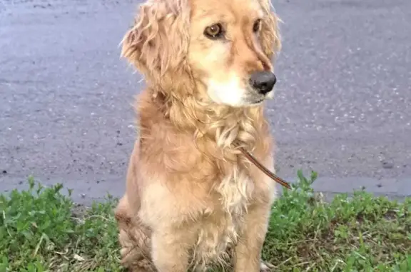 Собака найдена на ул. Ленина, в Гослесопитомнике