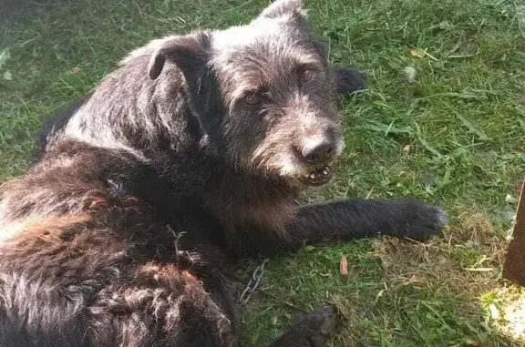 Пропала собака на Залесной улице, 130А, Казань