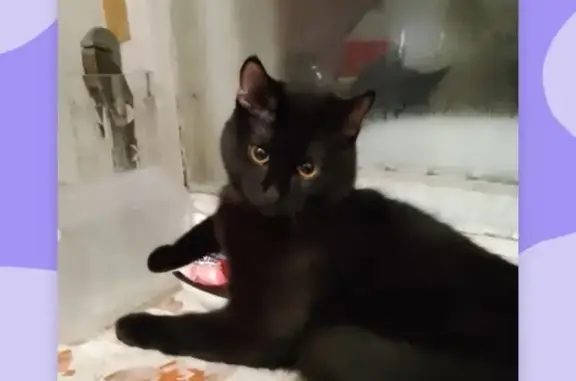 Кошки потеряшки, Киров, фото: Потеряшка кот Джек, ул. Щорса 26А.