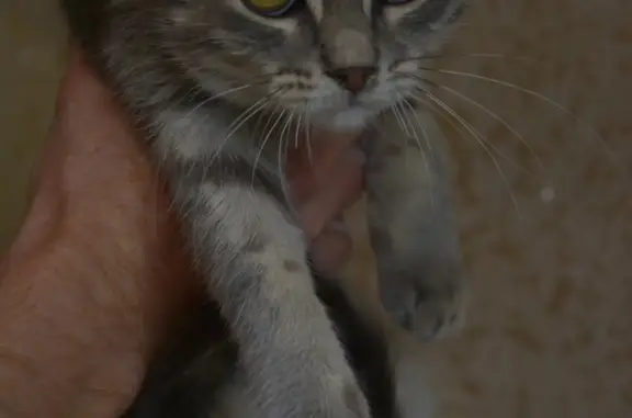 Объявления о пропавших и найденных животных, Курган, фото: Пропала кошка в Кургане, ласковая девочка