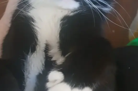 Пропала кошка на Садовой, Солнечногорск: черно-белая, болезненные лапки.