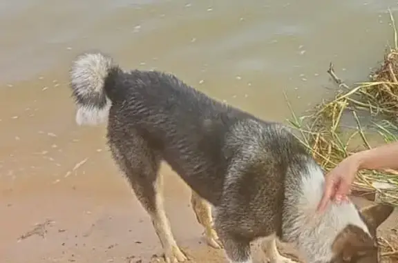 Собака найдена на пляже Красной Площади, контакты хозяина: 89501870759