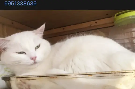 Кошки потеряшки, Набережные Челны, фото: Потеряшка белая кошка на чердаке