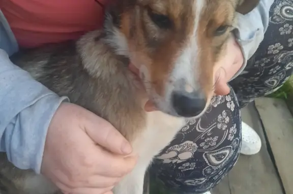 Найдена собака 57К-0073 в Кудымкаре
