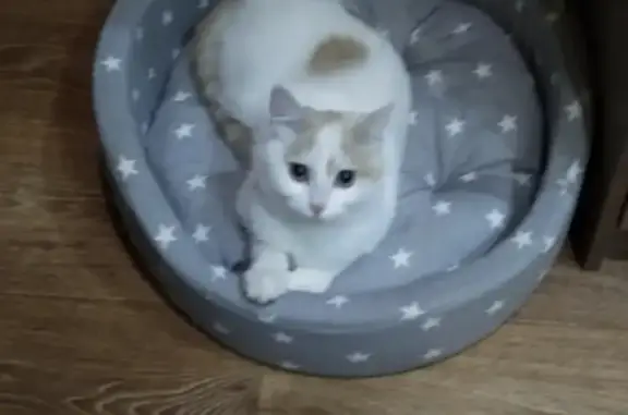 Пропала кошка Муська на Урале, Московская область