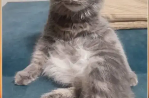 Кошки потеряшки, Ижевск, фото: Потеряшка кошка на Партизанской, 42, Ижевск