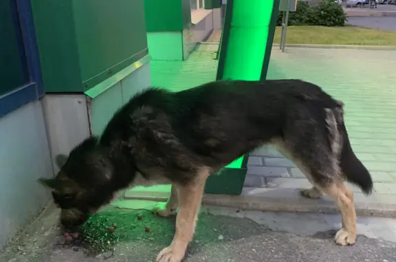 Найдена собака на улице Карпинского, Пенза