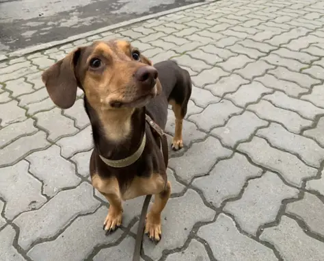 Найдена собака на Гвардейской площади, Ростов-на-Дону