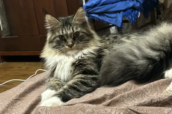 Потерянные животные Санкт-Петербург, фото: Пропала майкун с Суздальского проспекта