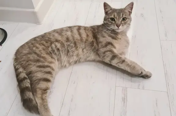 Найдена кошка, Приокский пер. 9 к1, Ступино