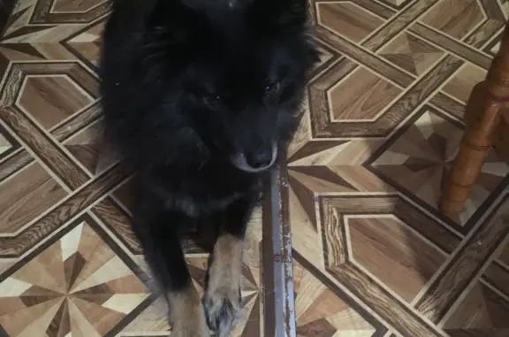 Пропала собака в Республике Коми без ошейника