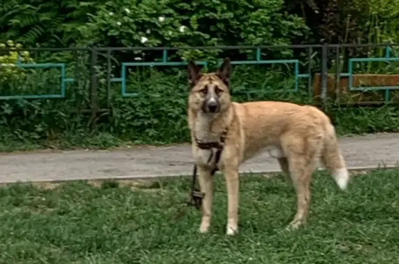 Найдена собака в Ботанике, Екатеринбург
