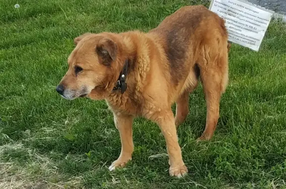 Найден грустный рыжий пёс на улице Нижняя Дуброва, 3