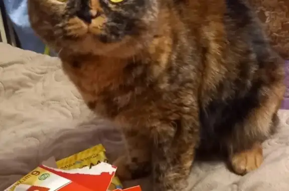 Потерянные животные Смоленск, фото: Пропала кошка на улице Ломоносова, 14 в Смоленске