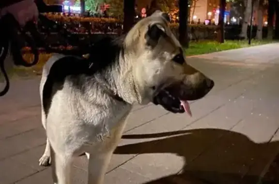 Собака Мальчик найдена рядом с метро Тульская, Москва.