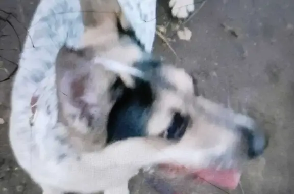 Пропала собака Челси на ул. Тимирязева