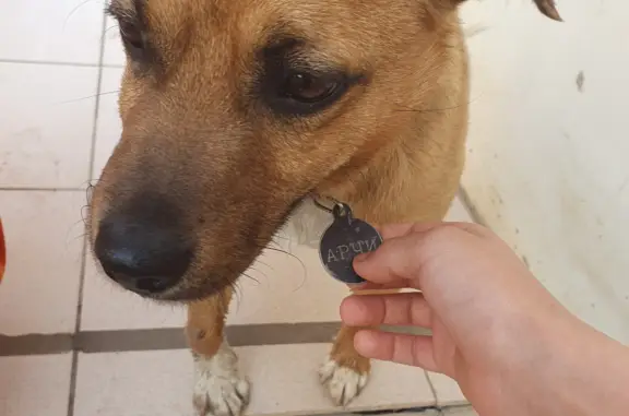 Объявления о пропавших и найденных животных, Российский, фото: Найден рыжий пес Арчи на ул. Бигдая, 6