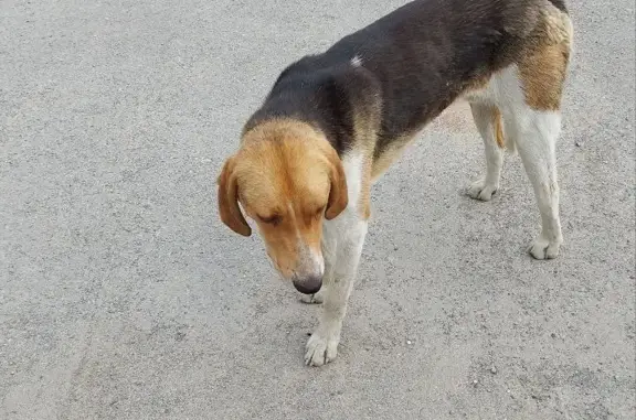 Найдена собака на шоссе Авиаторов 17Б, Волгоград