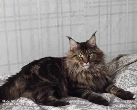 Пропала кошка Джанга на Трудовой, Челябинск
