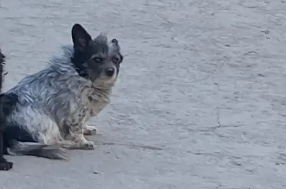 Пропала собака Люся на Шоссейной улице