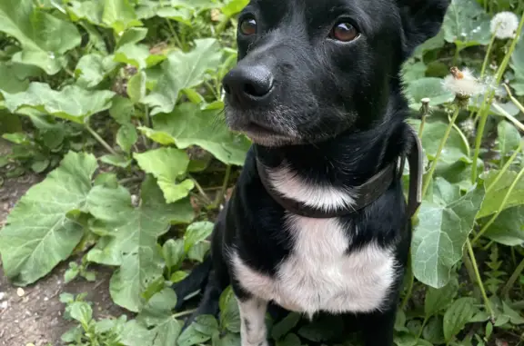 Найден домашний пёс на Кузбасской, 26 в Перми