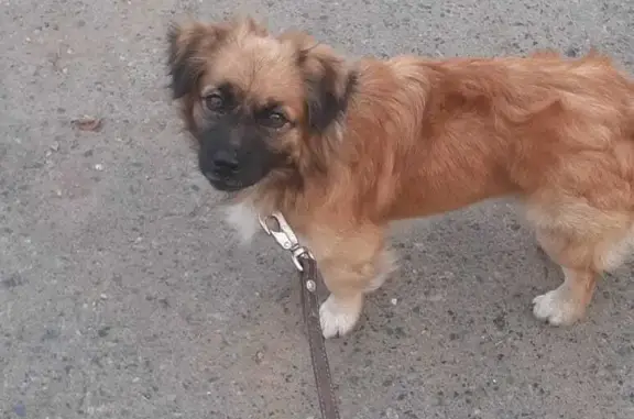 Пропала собака на ПКС в Нижней Салде