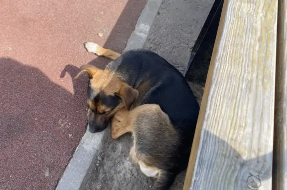 Найден щенок на Московской набережной