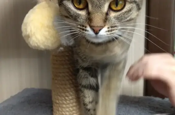 Кошки потеряшки, Тольятти, фото: Потеряшка кошка 