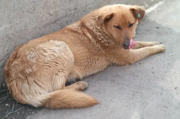 Пропала собака на улице Айвазовского, Красноярск