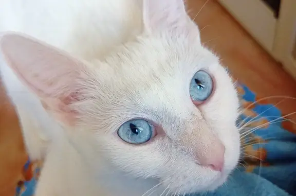 Пропала белая кошка на Железнодорожном проезде 7 в Красногорске