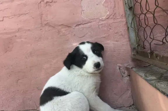 Найден бело-чёрный щенок на Заводской, Глазуновка
