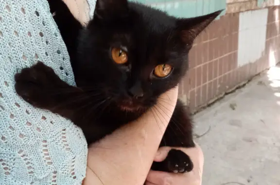 Черная кошка в подвале на ул. Тополей, Самара