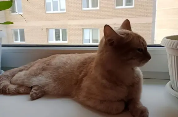 Найдена рыжая кошка в Екатеринбурге