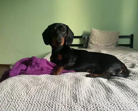 Найденные животные Московская область, фото: Найдена собака такса в Московской области