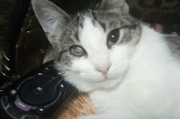 Кошки потеряшки, Ярославль, фото: Потеряшка кошка с улицы Добрынина, 25А в Ярославле