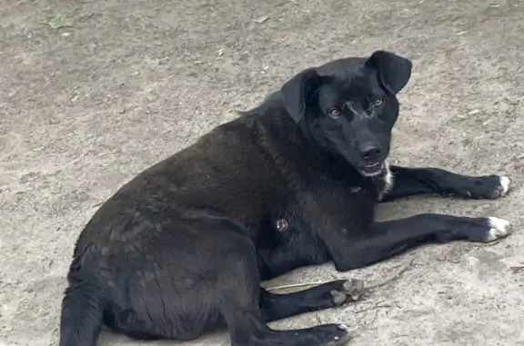 Собака Мальчик с простреленным боком на Ворошилова, 23Б