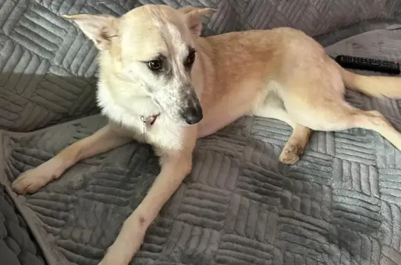 Пропала собака Ириска в Талдомском районе, помогите найти!