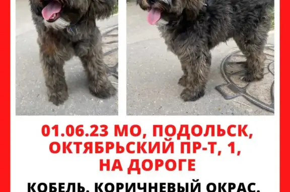 Собака найдена на Октябрьском проспекте, 1 в Подольске