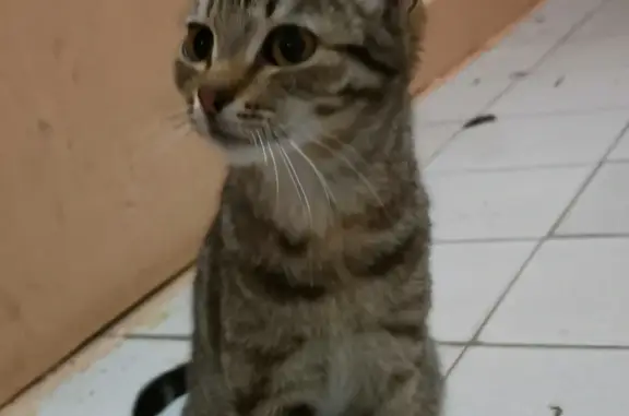 Найдена кошка на Заречном проезде, 37 в Тюмени