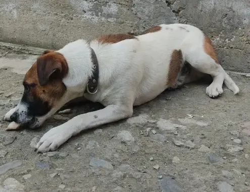 Пропал Ветерок, собака на ул. Чапаева, Минеральные Воды