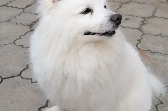 Найдена собака на улице Пугачёва в Армавире