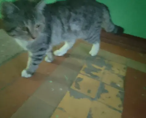 Найдена кошка в Серпухове, ул. Октябрьская, 15, п. 2.