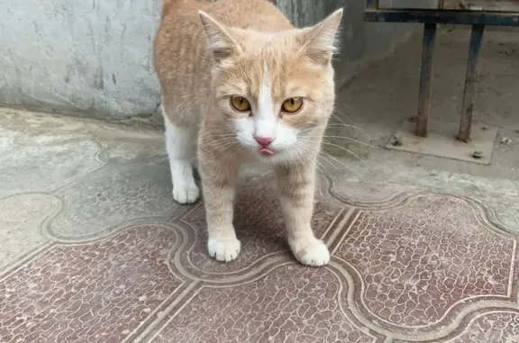Найдена кошка у ТЦ Три кота, Астрахань