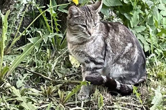 Найдена кошка без задней лапки на пр. Шаумяна